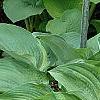 Hosta 'Guardian Angel', habit