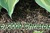 Hosta 'Guardian Angel', habit
