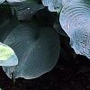 Hosta 'Guardian Angel', habit