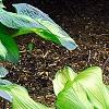 Hosta 'Guardian Angel', habit
