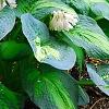 Hosta 'Guardian Angel', habit