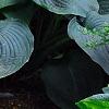 Hosta 'Guardian Angel', habit