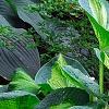 Hosta 'Guardian Angel', habit