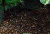 Hosta 'Guardian Angel', habit