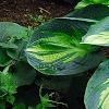 Hosta 'Guardian Angel', habit