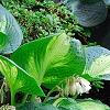 Hosta 'Guardian Angel', habit