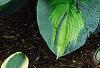 Hosta 'Guardian Angel', habit