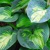 Hosta 'Guardian Angel', habit