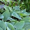 Hosta 'Halcyon', habit
