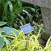 Hosta 'Halcyon', habit