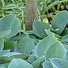 Hosta 'Halcyon', habit