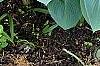Hosta 'Halcyon', habit
