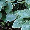 Hosta 'Halcyon', habit