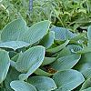 Hosta 'Halcyon', habit