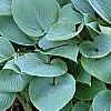Hosta 'Halcyon', habit