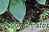 Hosta 'Halcyon', habit