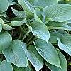 Hosta 'Halcyon', habit