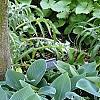 Hosta 'Halcyon', habit