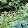Hosta 'Halcyon', habit