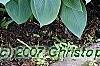 Hosta 'Halcyon', habit
