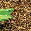 Hosta 'Hanky Panky', habit