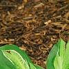 Hosta 'Hanky Panky', habit