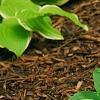 Hosta 'Hanky Panky', habit