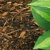 Hosta 'Hanky Panky', habit