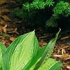 Hosta 'Hanky Panky', habit