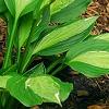Hosta 'Hanky Panky', habit