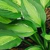 Hosta 'Hanky Panky', habit