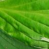 Hosta 'Hanky Panky', leaves
