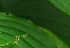 Hosta 'Hanky Panky', leaves