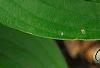 Hosta 'Hanky Panky', leaves