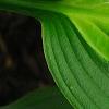 Hosta 'Hanky Panky', leaves