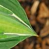 Hosta 'Hanky Panky', leaves
