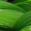 Hosta 'Hanky Panky', leaves