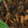 Hosta 'Hanky Panky', leaves