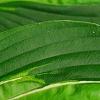 Hosta 'Hanky Panky', leaves