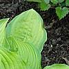 Hosta 'Hoosier Harmony', habit