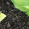 Hosta 'Hoosier Harmony', habit