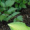 Hosta 'Hoosier Harmony', habit