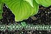 Hosta 'Hoosier Harmony', habit