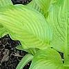 Hosta 'Hoosier Harmony', habit