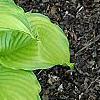 Hosta 'Hoosier Harmony', habit