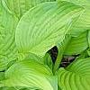 Hosta 'Hoosier Harmony', habit