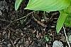 Hosta 'Hoosier Harmony', habit
