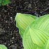 Hosta 'Hoosier Harmony', habit