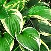 Hosta 'Independence', habit