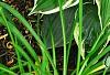 Hosta 'Independence', habit